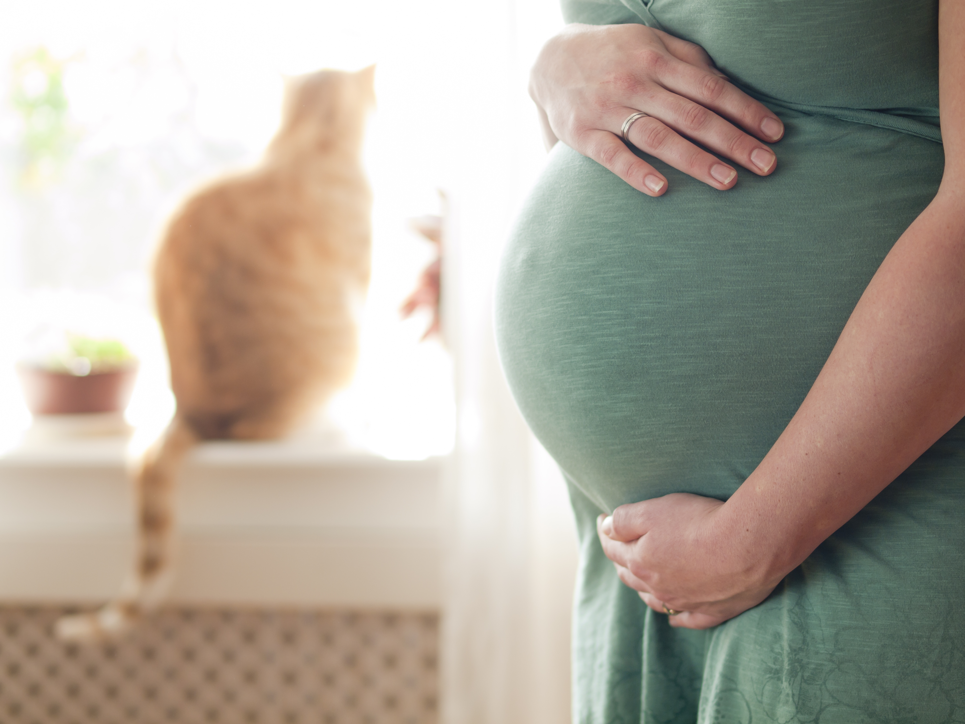 Schwangerschaft mit Katze - das gilt es zu beachten