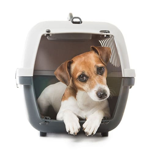 Hunde-Transportbox