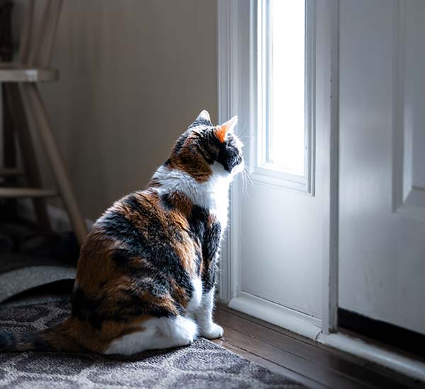 Können Katzen Alleine Zuhause Bleiben