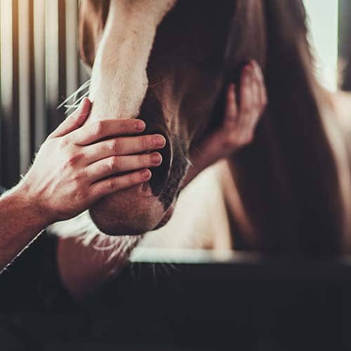Krankheiten beim Pferd bei Selenmangel oder -überschuss