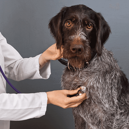 Tierarztbesuch mit Hund und Katze: Wie Du ihn entspannt mit Deinem Tier erlebst