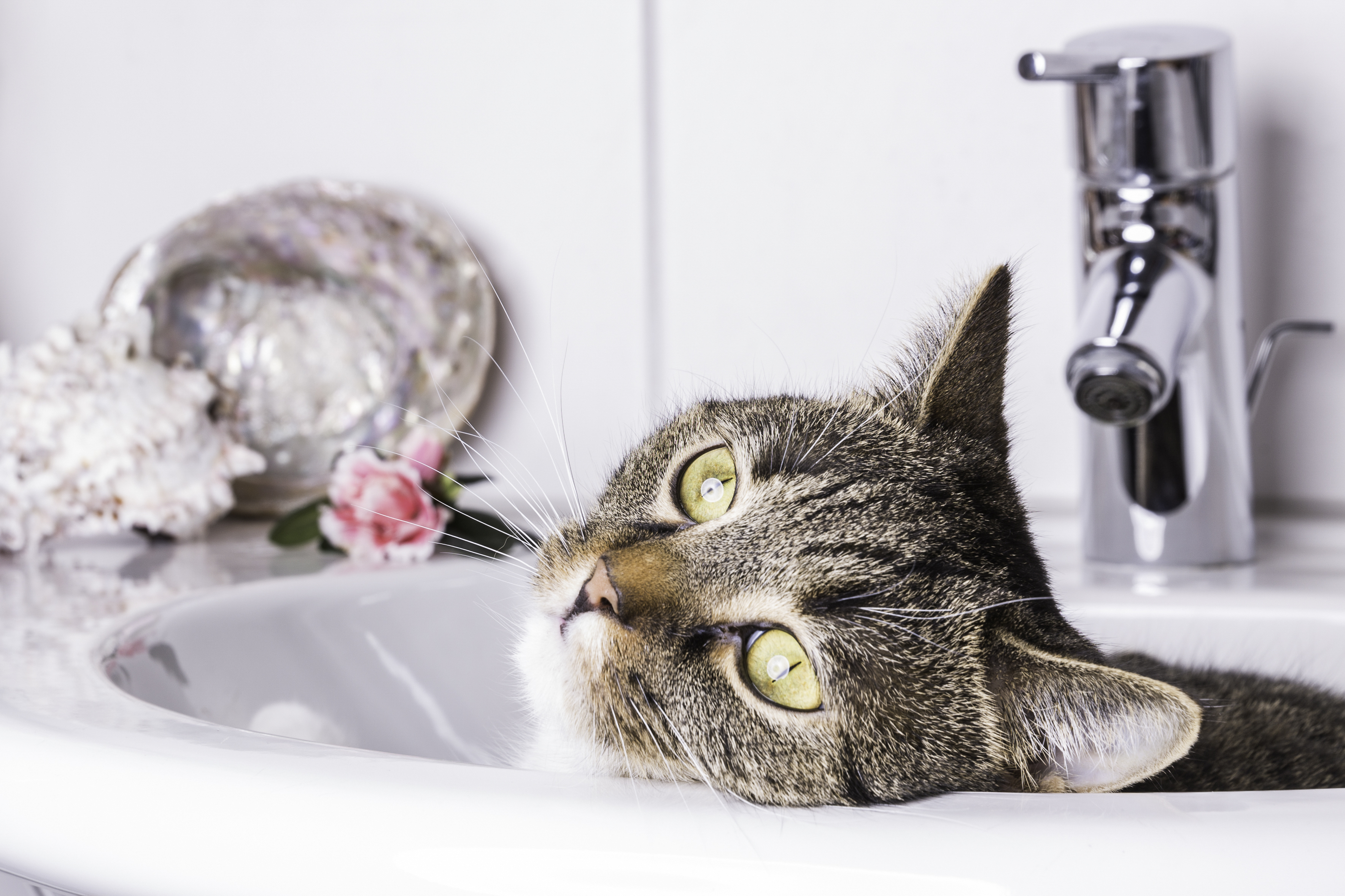 Katze baden? Mit diesen Tipps gelingt's