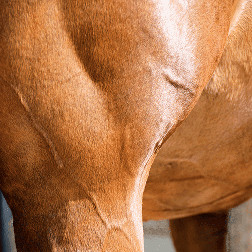 5 Tipps für effizientes Muskeltraining beim Pferd für nachhaltigen Aufbau
