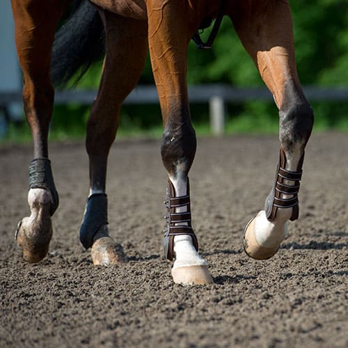 Pferd Mit Arthrose Trainieren