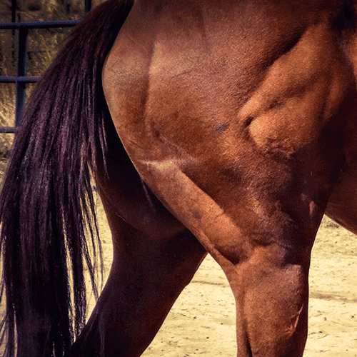 Muskulatur beim Pferd: Muskelarten, Muskeltypen und wie der Muskelaufbau mit hochwertigem Futter gelingt