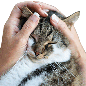 Tierphysiotherapie-Katze