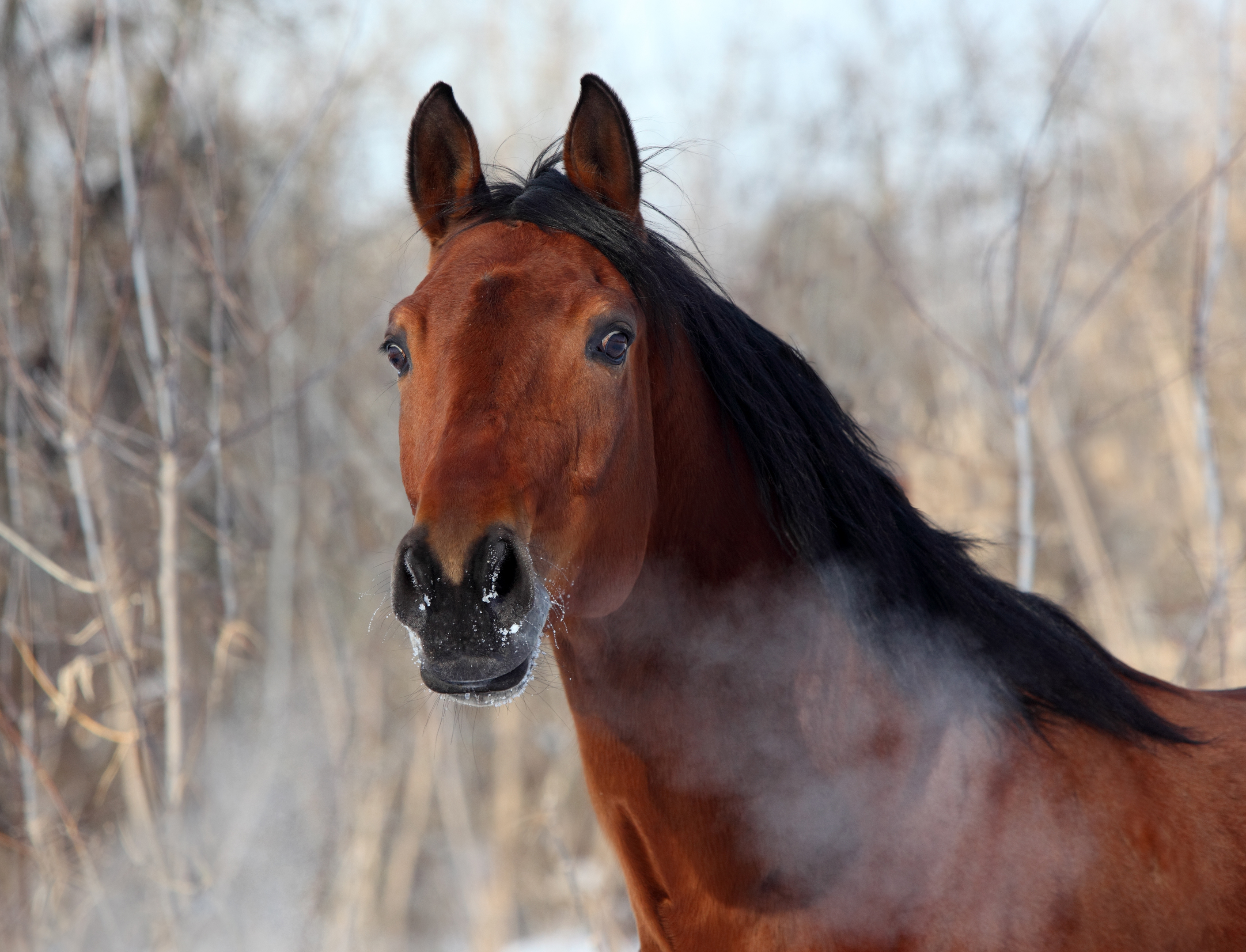 Atemwegserkrankungen beim Pferd